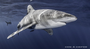 Close up of Oceanic Whitetip Shark by Ken Kiefer 